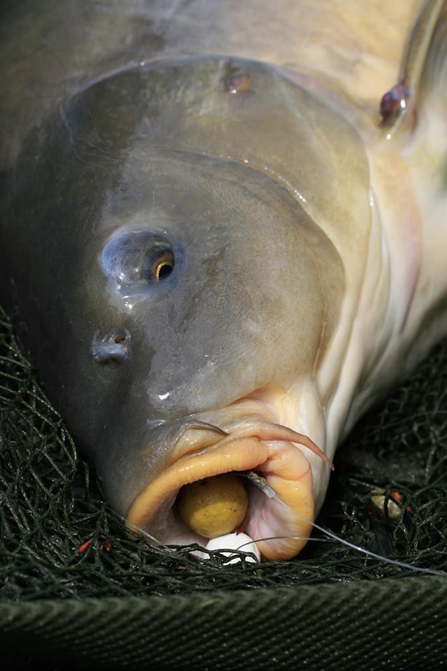 pescuitul+natura - 1069323475286442564063760588228n.jpg